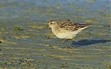 Sharp-tailed Sandpiper